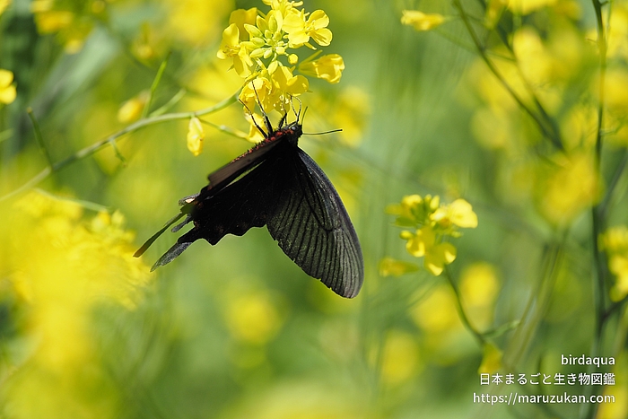 ジャコウアゲハ