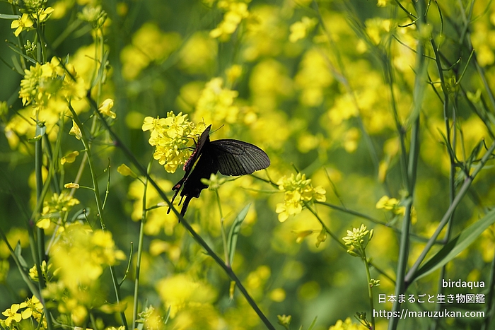 ジャコウアゲハ