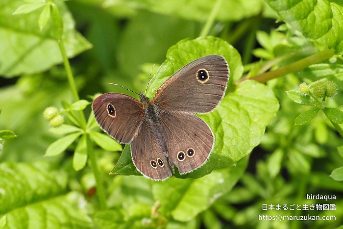 ヒメウラナミジャノメ