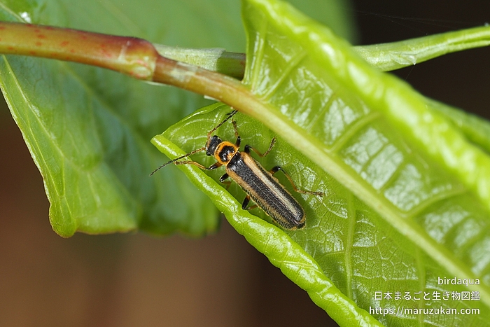 ジョウカイボン属