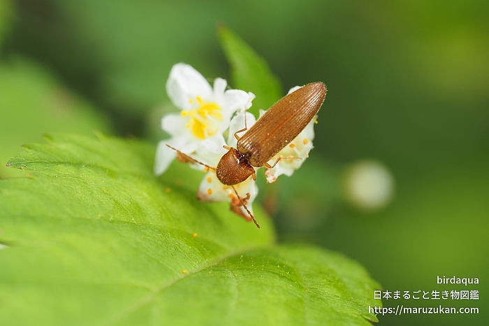 キバネホソコメツキ