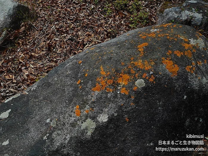 アツミダイダイゴケの写真