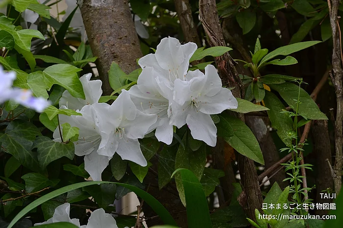 ヒラドツツジ（花）の写真