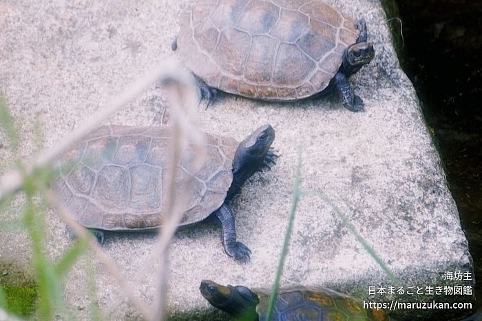 ニホンイシガメ