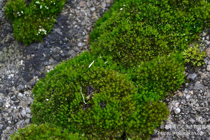 ホソウリゴケ