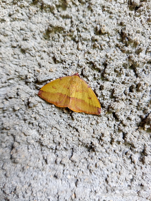 ウラベニエダシャク