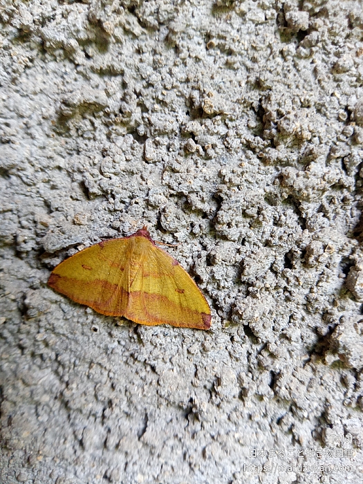 ウラベニエダシャク