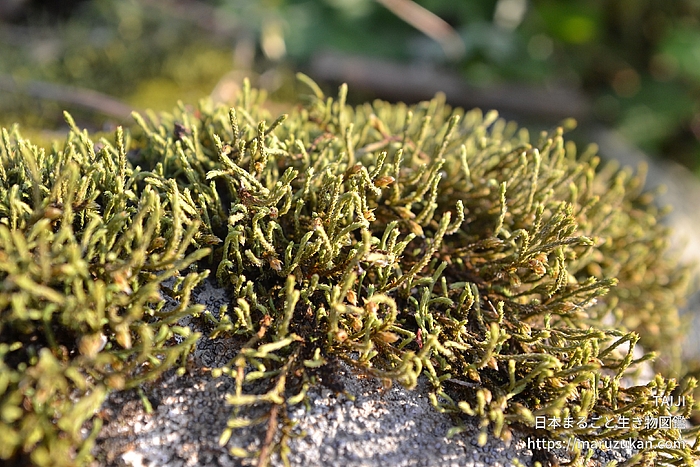 ヒジキゴケ