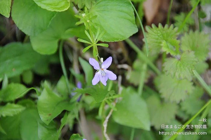 オオタチツボスミレ（花）の写真