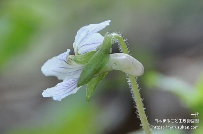 ヒカゲスミレ（花）の写真