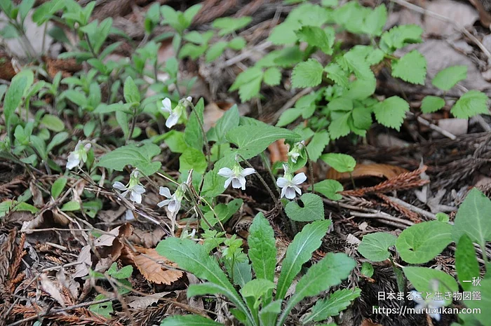 ヒカゲスミレ（花）の写真