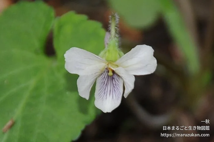 ヒカゲスミレ（花）の写真