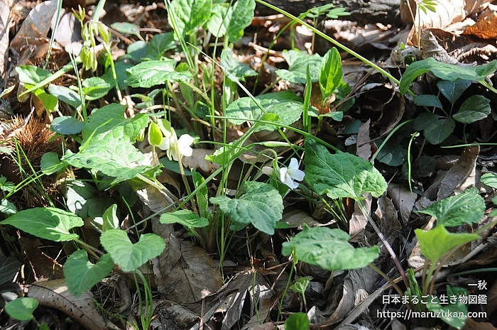 ヒカゲスミレ（花）の写真