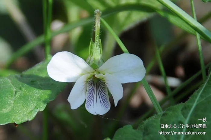 ヒカゲスミレ（花）の写真