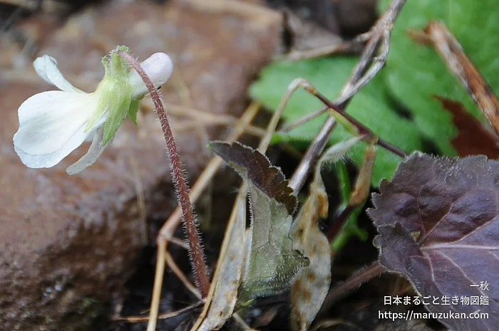 タカオスミレ（花）の写真