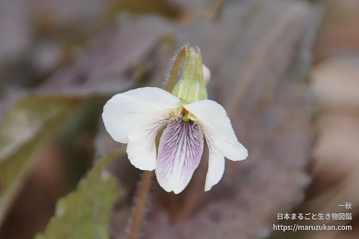 タカオスミレ（花）の写真