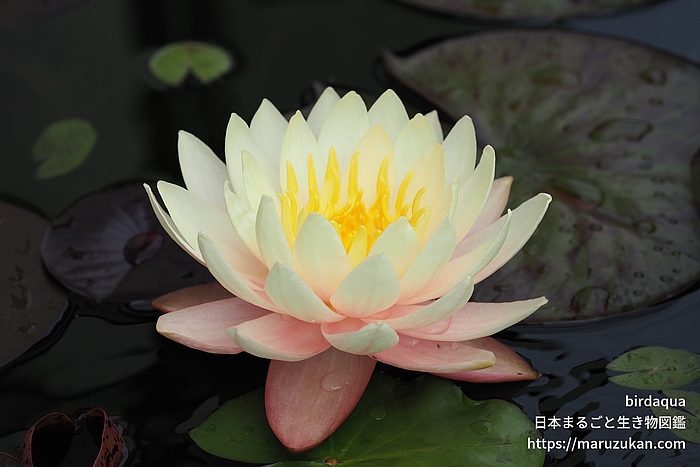 ブラッシングブライド