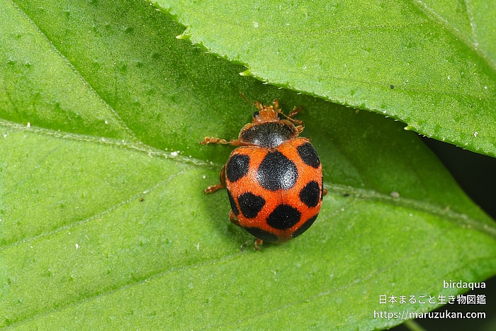 トホシテントウ