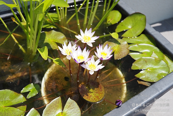 ムラサキシキブ