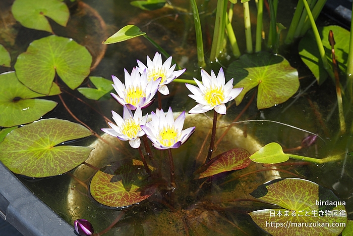 ムラサキシキブ