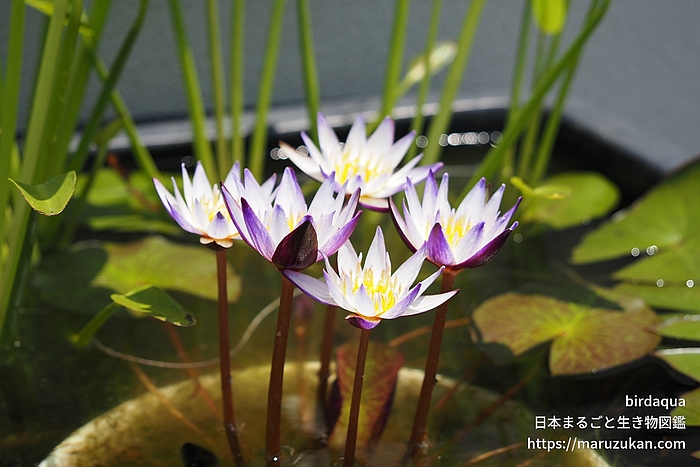 ムラサキシキブ