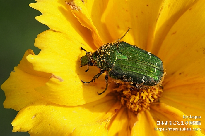 ナミハナムグリ