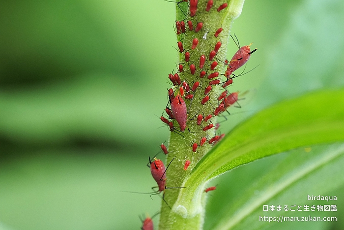 セイタカアワダチソウヒゲナガアブラムシ