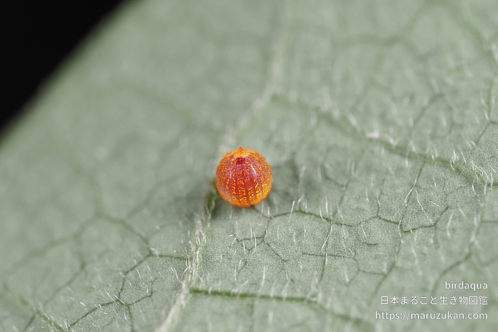 ジャコウアゲハ