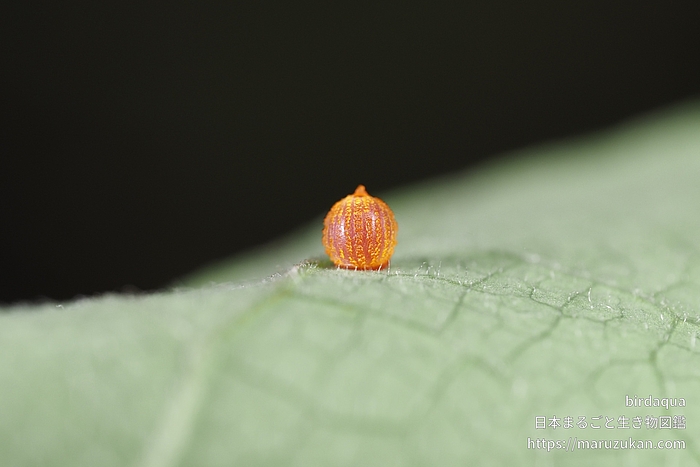 ジャコウアゲハ