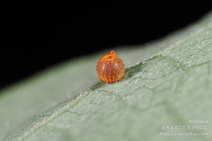 ジャコウアゲハ