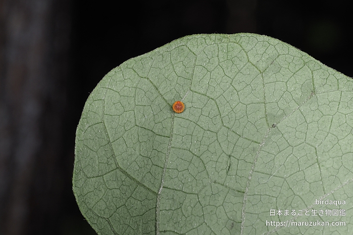 ジャコウアゲハ