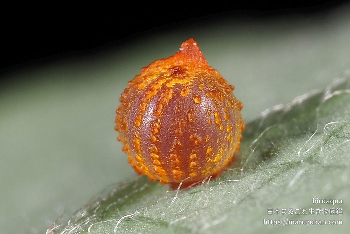 ジャコウアゲハ