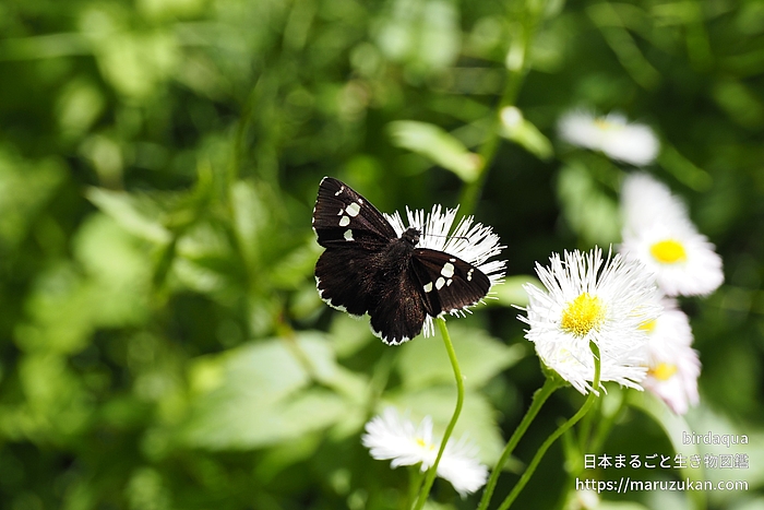 ダイミョウセセリ