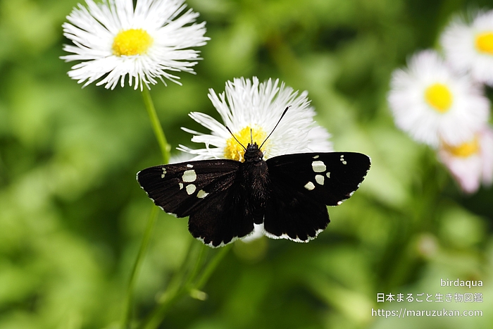 ダイミョウセセリ