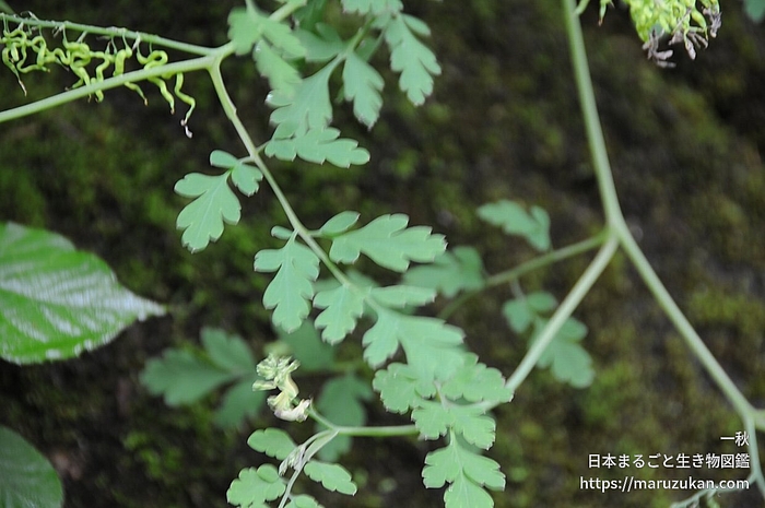 ヤマキケマン