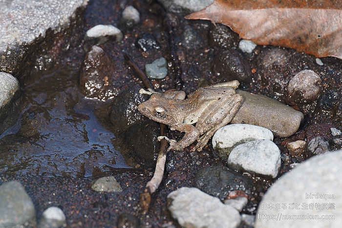 カジカガエル