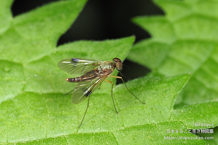 Chrysopilus属