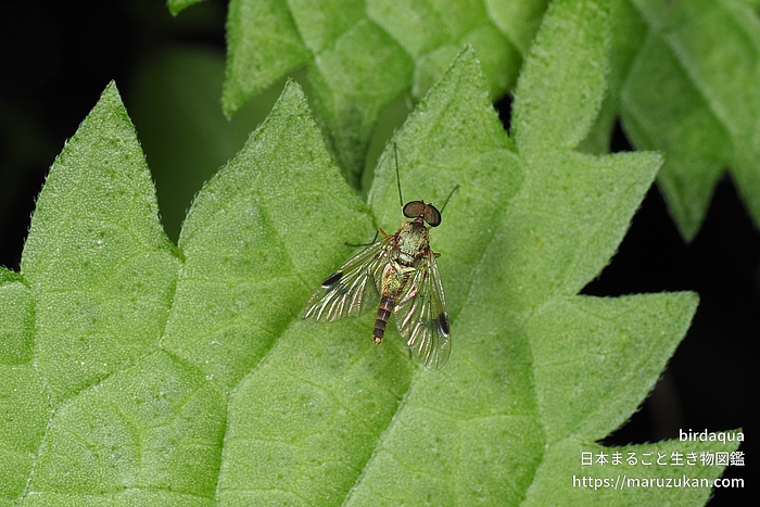 Chrysopilus属