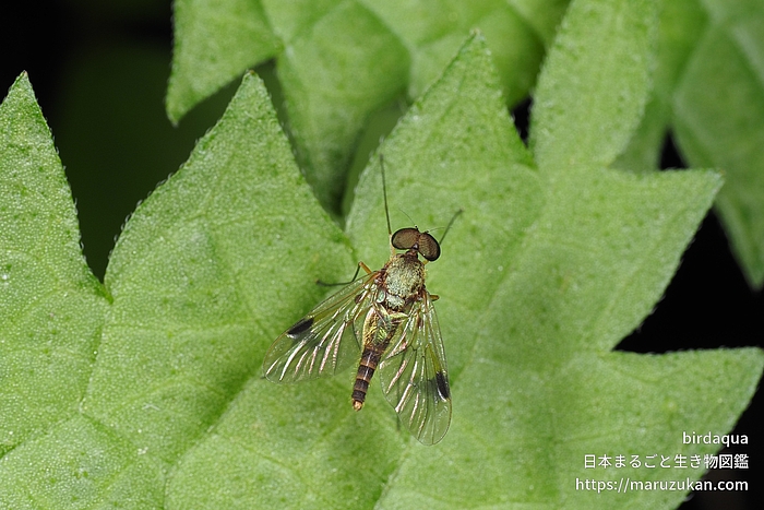 Chrysopilus属