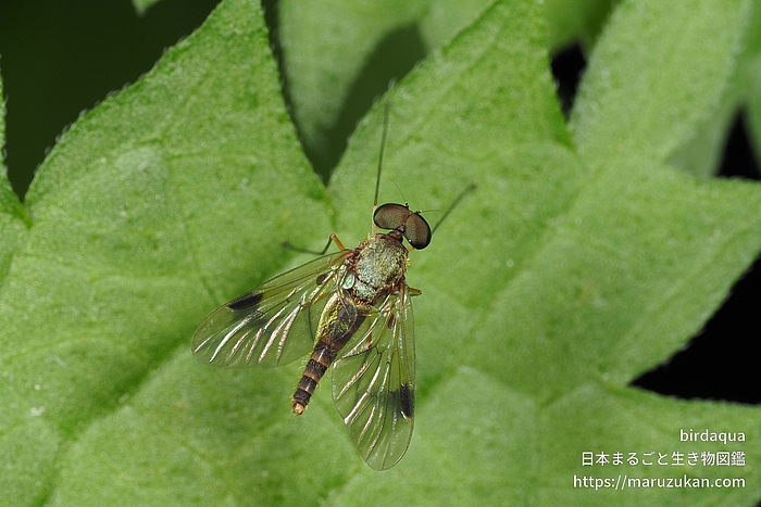 Chrysopilus属