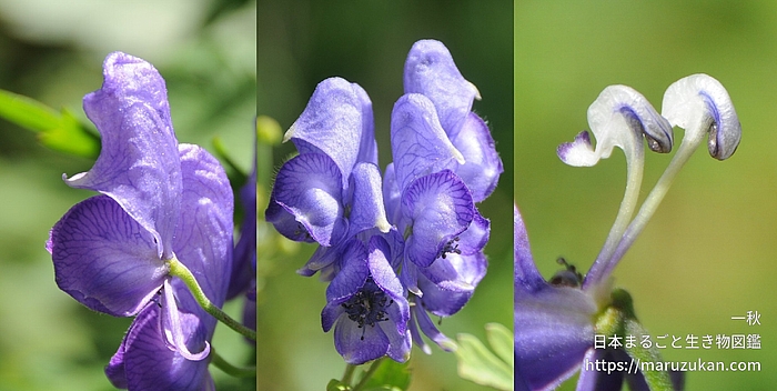 ツクバトリカブト