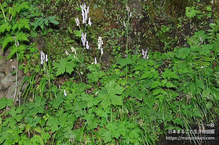 アズマレイジンソウ