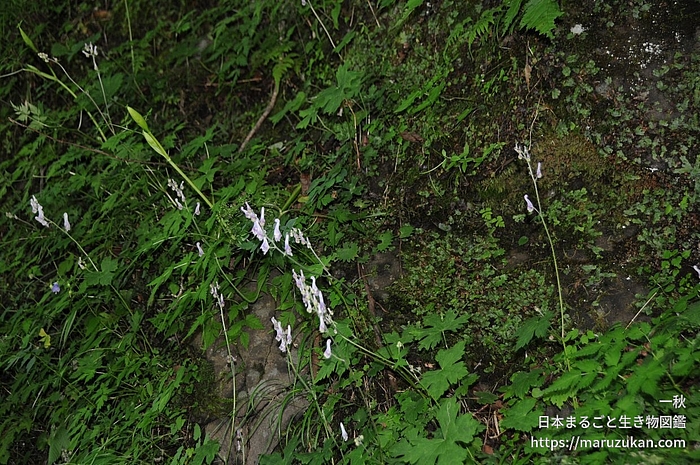 アズマレイジンソウ