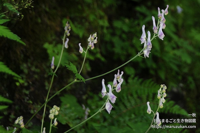 アズマレイジンソウ