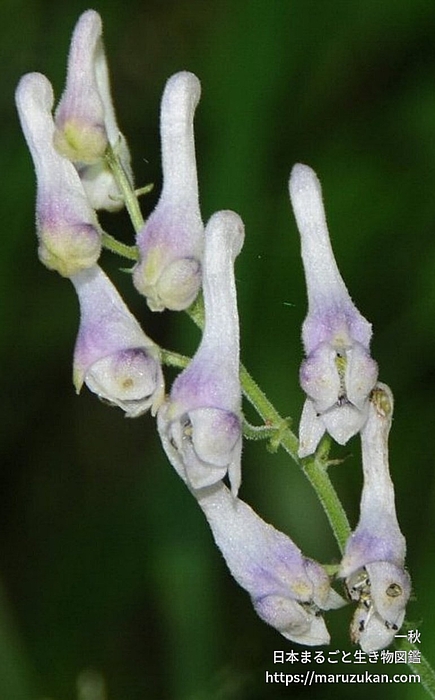 アズマレイジンソウ