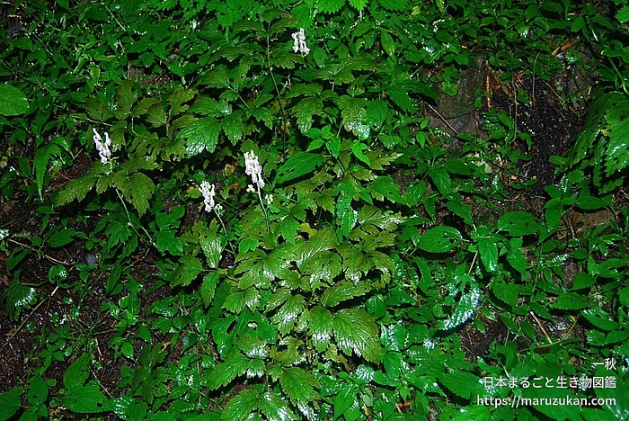 アズマレイジンソウ