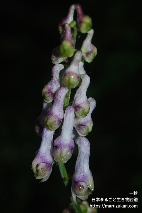 アズマレイジンソウ