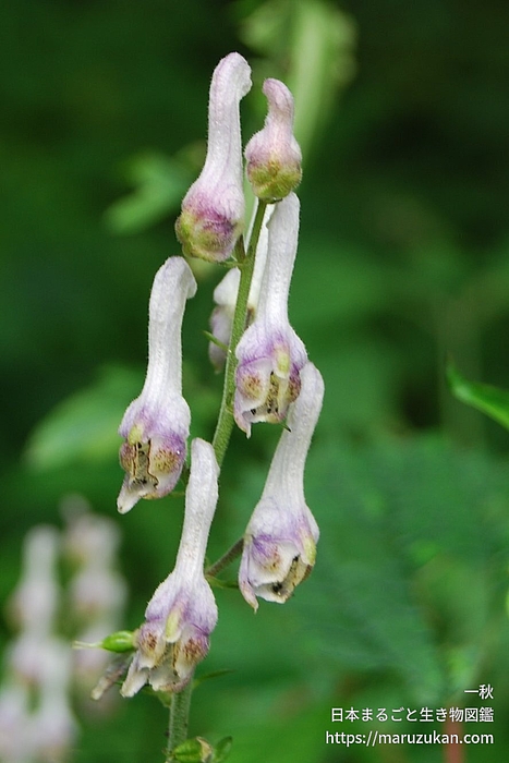 アズマレイジンソウ