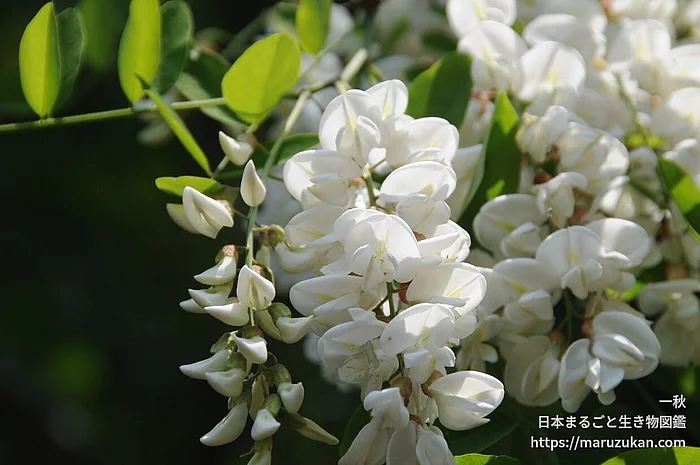 ニセアカシア（花）の写真