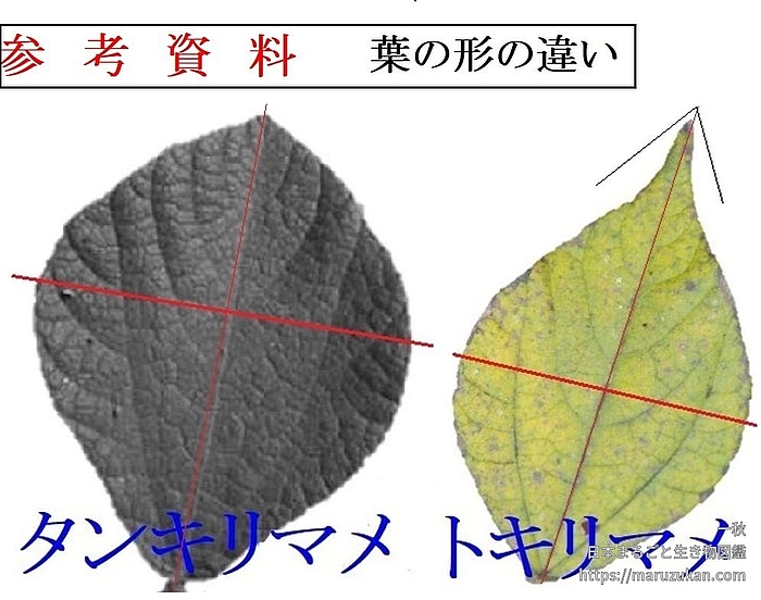 トキリマメ